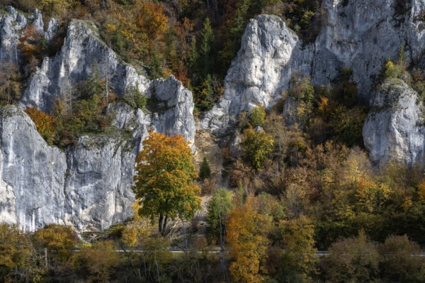 Distinctive Jurassic limestone cliffs in the upper Danube Valley, surrounded by autumn vegetation, Sigmaringen district, Baden-Württemberg, Germany