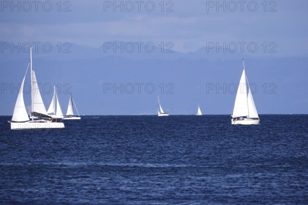 Lake Constance with sailboats, Baden-Württemberg, summer, Germany