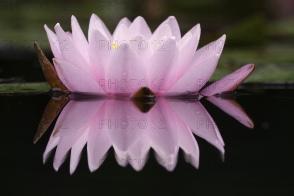 Picturesque water lily, summer, Germany