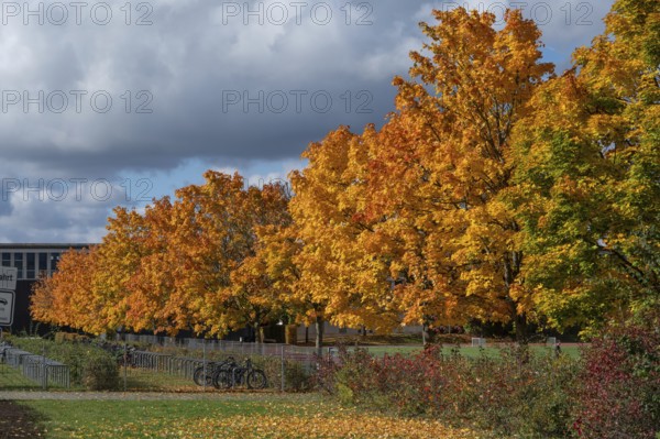 Ahornallee (Acer) in autumn colors on the school grounds of the Eckental Gymnasium, Mittelfranen, Bavaria, Germany