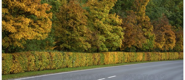 Hedge and trees in autumn colors on a state road 2240, Lauf an der Pegnitz, Middle Franconia, Bavaria, Germany