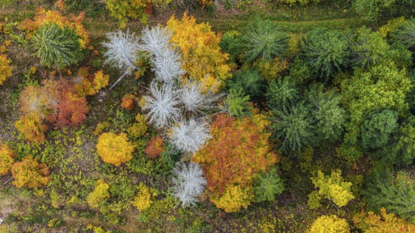 Autumn forest in the Black Forest. Drone photo of trees in colorful autumn leaves and conifers, some have dry branches. Titisee-Neustadt, Baden-Württemberg, Germany