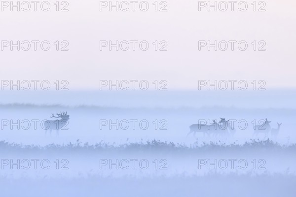 Red deer stag herding herd of hinds in morning mist along the Baltic Sea, Western Pomerania Lagoon Area NP, Mecklenburg-Western Pomerania, Germany