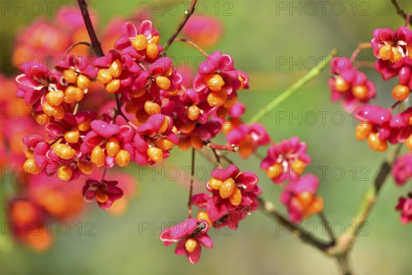 Common spindle bush (Euonymus europaeus), also European or common Pfaffenhütchen, Bavaria, Germany