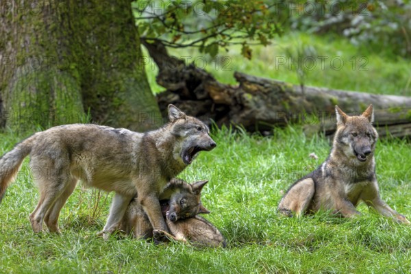 Wolf pack of Eurasian wolves, European grey wolves (Canis lupus lupus) with 5 months old pups play fighting in forest, woodland in autumn
