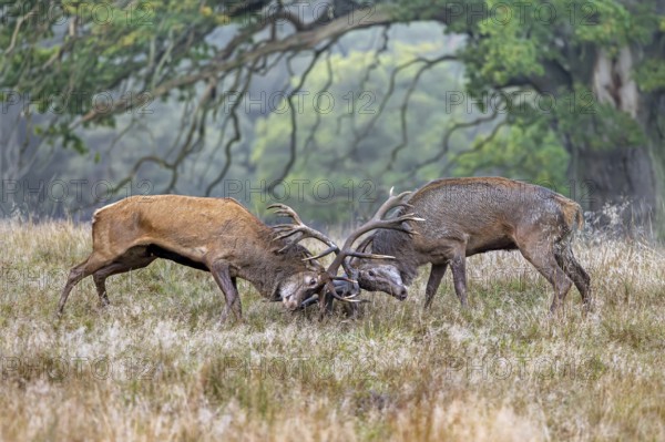 Two rutting red deer (Cervus elaphus) stags fighting by locking antlers during fierce mating battle in grassland at forest edge during rut in autumn