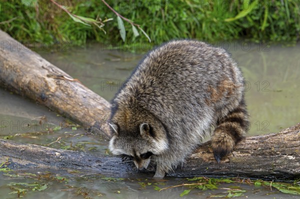 Common raccoon, North American racoon (Procyon lotor) washing food in water of pond, invasive species native to North America