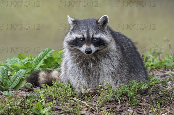 Common raccoon, North American racoon (Procyon lotor) foraging along river bank, invasive species native to North America
