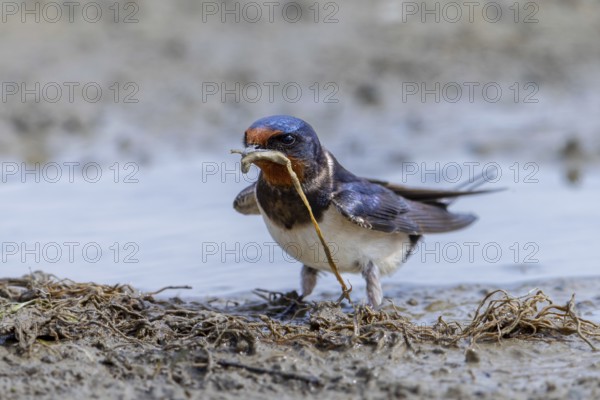 Barn swallow (Hirundo rustica, Hirundo erythrogaster) collecting mud in beak from puddle for building nest in spring
