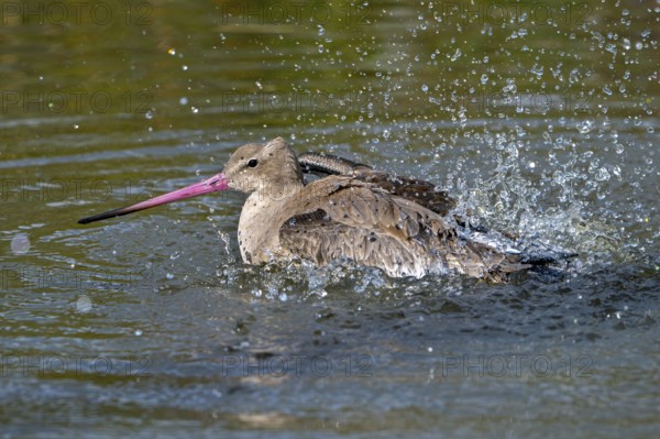 Black-tailed godwit (Limosa limosa) in non-breeding plumage bathing in water of pond, lake in autumn, fall