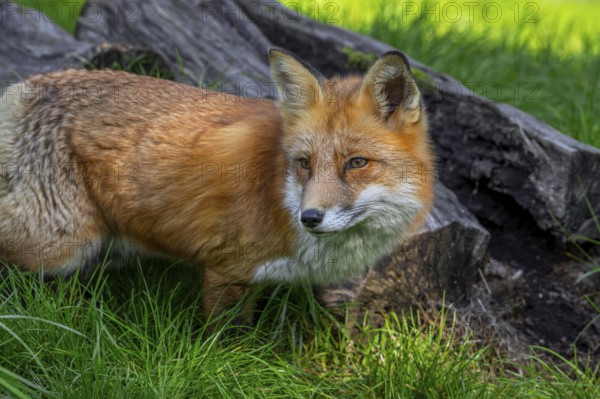 Red fox (Vulpes vulpes) hunting in grassland, meadow at edge of forest