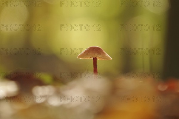 Autumn time in the forest, October, Pilz, Germany