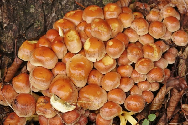 Autumn time in the forest, October, mushrooms, Germany