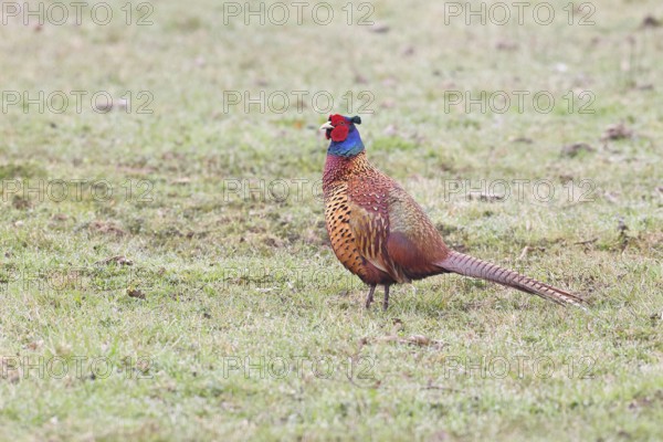 Pheasant, hunting pheasant (Phasianus colchicus), adult male bird in a meadow, wildlife, lembruch, ox moor, Dümmer nature park Park, Lower Saxony, Germany