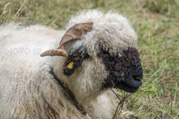 Walliser Schwarznasenschaf, Oberstdorf, Oberallgäu, Allgäu, Bavaria, Germany