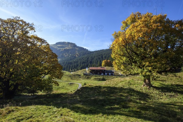 Autumn-colored sycamore tree, in the back Berggasthof Hochleite, near Schwand, Stillachtal, Oberstdorf, Oberallgäu, Allgäu, Bavaria, Germany