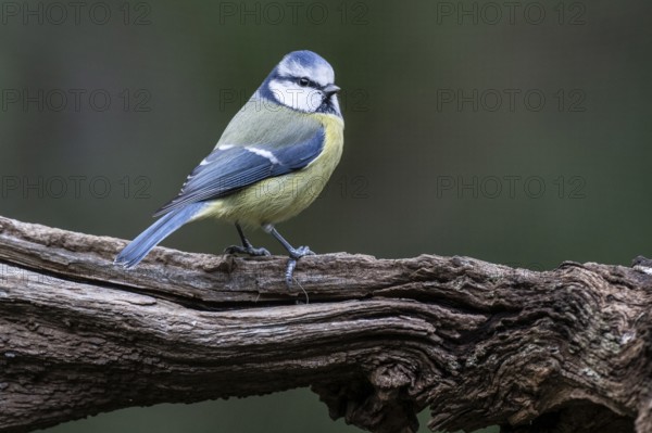 Blue tit (Parus caerulea), Emsland, Lower Saxony, Germany