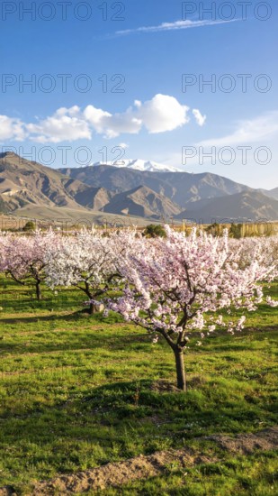 Landscape with a blooming apricot tree, idilyc spring nature, green grass and mountains in background, blue cloudy sky in sunset web banner spring time concept, AI generated