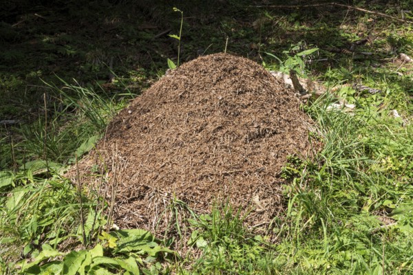 Construction of forest ants (Formica), Oberallgäu, Allgäu, Bavaria, Germany