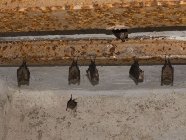 Small horseshoe nose (Rhinolophus hipposideros) hanging from the ceiling in the cellar, Thuringia, Germany