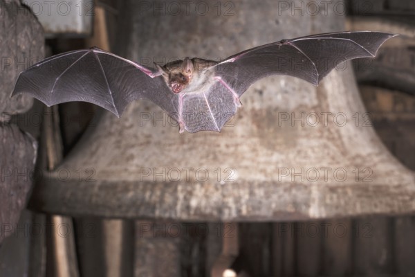 Big mouse ear (Myotis myotis), bat flying in front of church bell, Thuringia, Germany