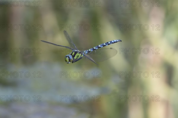 Blue-green mosaic maiden (Aeshna cyanea), dragonfly in flight, North Rhine-Westphalia, Germany