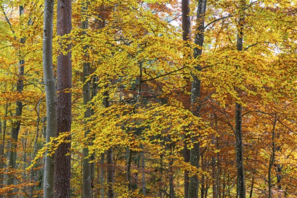 Beech forest (Fagus) in autumn colors, beech plants (Fagaceae), autumn, Leibertingen, Upper Danube nature park Park, Baden-Württemberg, Germany