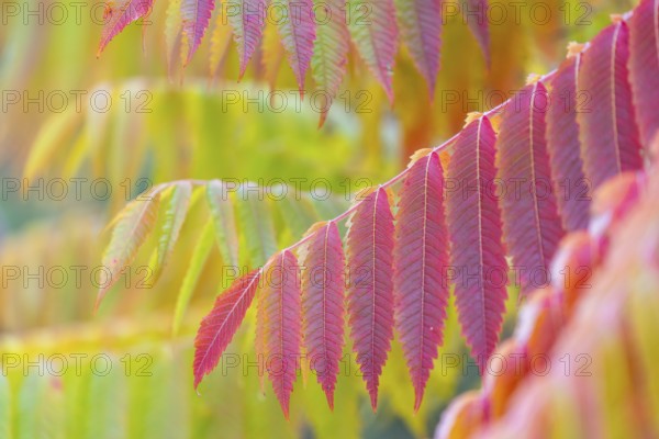 Vinegar tree (Rhus typhina) in autumn colors, autumn, Krauchenwies, Upper Danube nature park Park, Baden-Württemberg, Germany