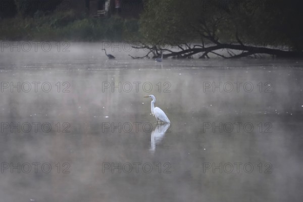 Morning in autumn at a lake with morning fog, Great Egret, Germany