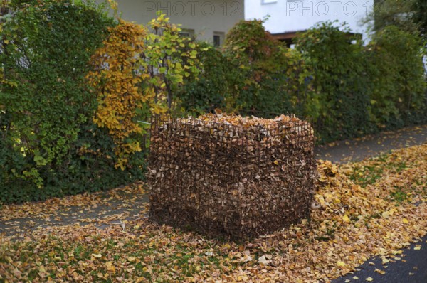 Public collection container, leaf basket, steel mesh compost basket, for collecting autumn leaves, leaves, overfilled, full, leaves, autumn, autumn, residential area, Stuttgart, Baden-Württemberg, Germany