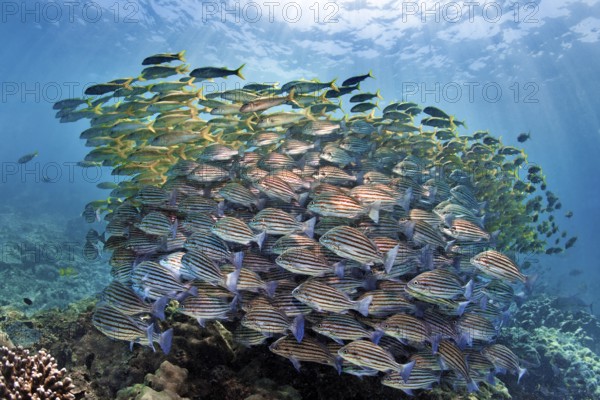 Mixed swarm, bronze-striped grunt (Pomadasys taeniatus) and large school mullet (Mulloidychthys vanicolensis), Arabian Sea, Indian Ocean, Salala, Dhofar Governorate, Oman