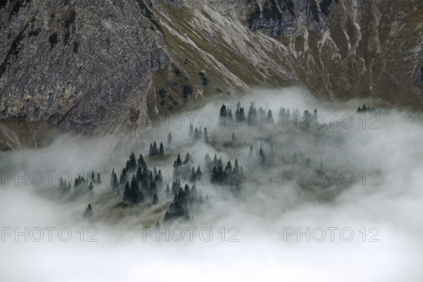 Ridge with conifers sticking out of fog, Allgäu Alps, near Oberstdorf, Oberallgäu, Allgäu, Bavaria, Germany