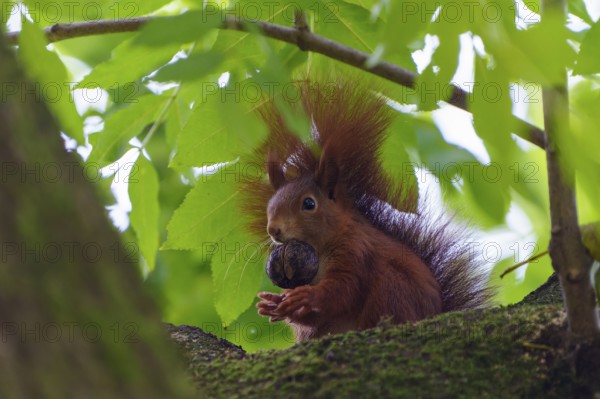 Squirrel (Sciurus vulgaris), wildlife, Germany