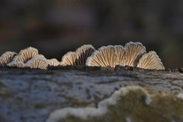 Autumn time, mushrooms in the forest, October, Germany