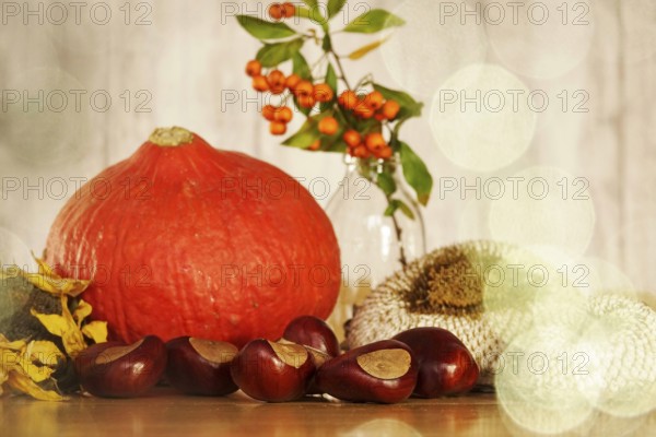 Autumn still life with pumpkin, sunflowers, chestnuts, October, Germany