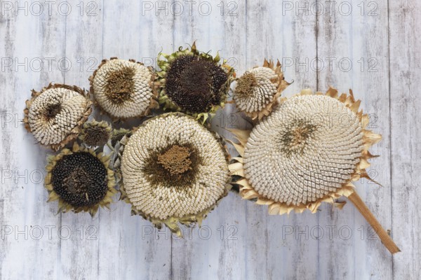 Autumn still life with sunflowers, October, Germany