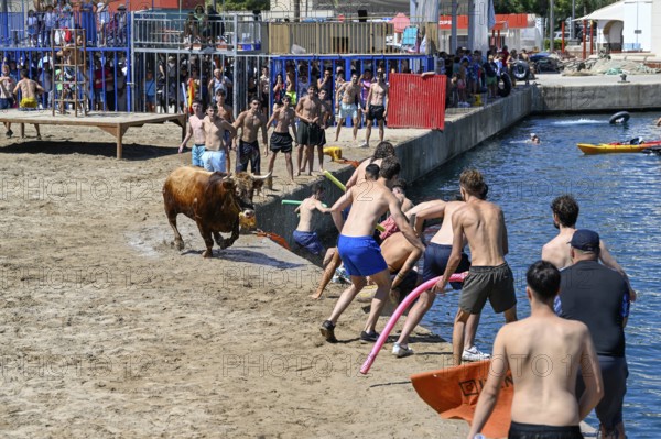 Bous a la Mar Fair, in English Bulls in the Sea, Bullfighting, Javea or Xàbia, Alicante Province, Comunidad Valenciana, Spain