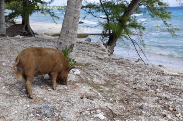 Pig, wild boar on Rangiroa beach in the South Pacific, Tahiti, French Polynesia