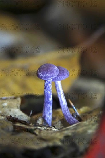 Purple lacquer funnel (Laccaria amethystina) in the forest, autumn time, October, Saxony, Germany