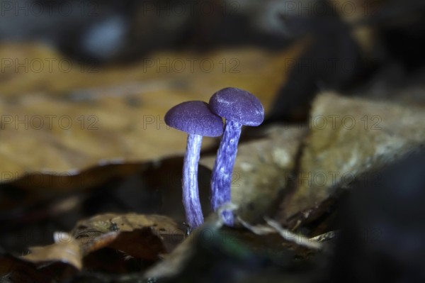 Purple lacquer funnel (Laccaria amethystina) in the forest, autumn time, October, Saxony, Germany