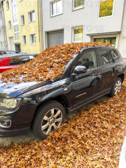 Autumn in town, car parked under deciduous tree, swamp oak, ground and vehicle covered with fallen leaves, Essen, North Rhine-Westphalia