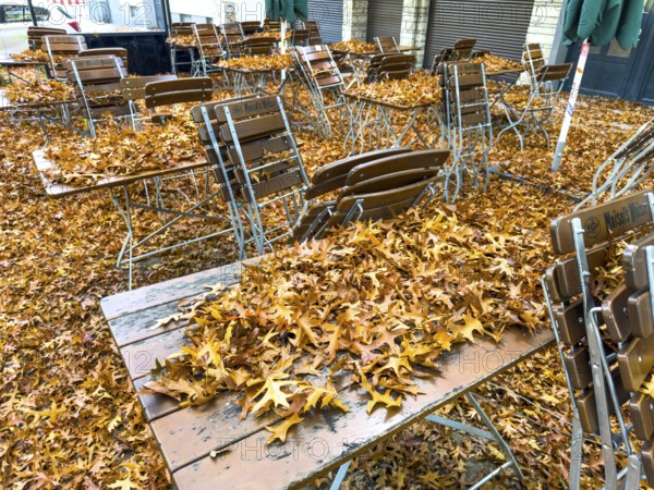 Autumn in town, car parked under deciduous tree, swamp oak, ground and vehicle covered with fallen leaves, Essen, North Rhine-Westphalia