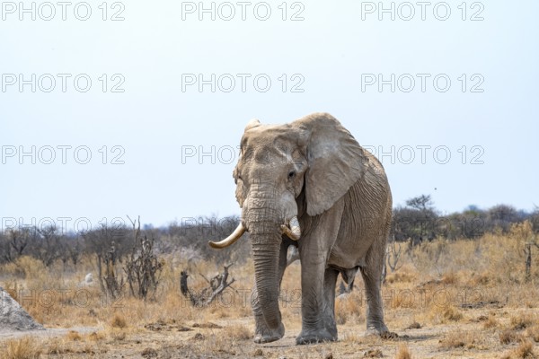 African elephant (Loxodonta africana), adult male in the savanna, Nxai Pan National Park, Botswana