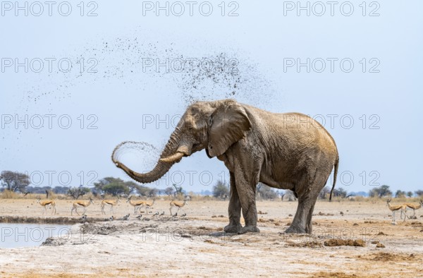 African elephant (Loxodonta africana), adult male, splashes water at the waterhole, Nxai Pan National Park, Botswana