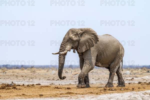 African elephant (Loxodonta africana), adult male, Nxai Pan National Park, Botswana