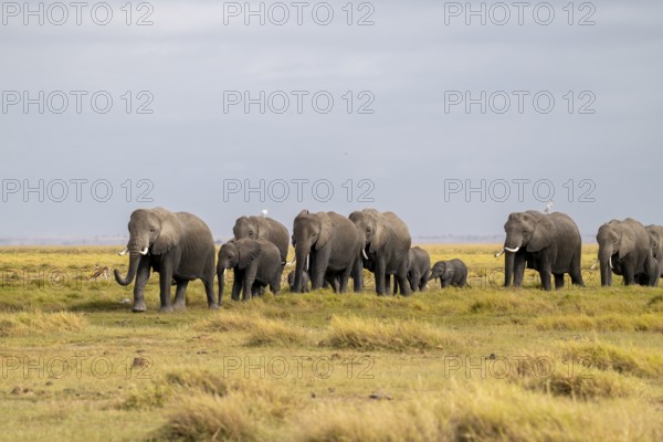 African elephant (Loxodonta africana) large herd with young animals and herons (Bubulcus ibis), in morning light, Amboseli National Park, Rift Valley Province, Kenya