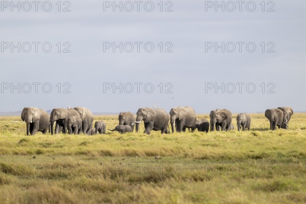 African elephant (Loxodonta africana) large herd with young animals, in morning light, Amboseli National Park, Rift Valley Province, Kenya
