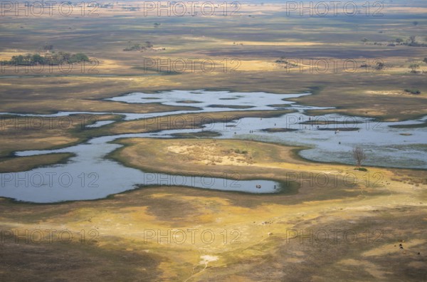River landscape and grazing herd of cows, aerial view, Okavango Delta, Botswana