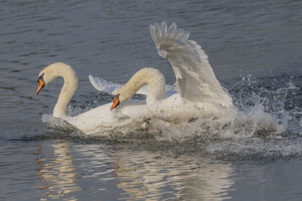 Swan chases rivals across a calm body of water. One of the swans squirts and brings life to the quiet scene. Bas rhin, Alsace, Grand Est, France