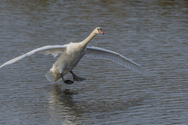 Majestic Swan Runs on Water on a Calm Water Surface The sun's rays illuminate the scene and create a beautiful reflection on the water. Bas rhin, Alsace, Grand Est, France